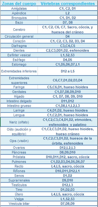 Relaci&oacuten Vértebras-&oacuterganos 